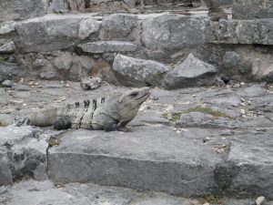 Iguana guardian