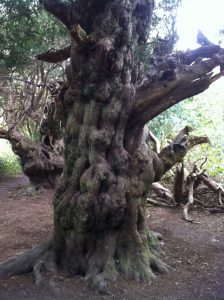 old yew